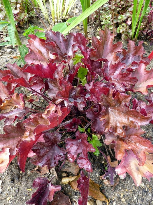 Heuchera x 'Peach Flambe'